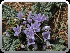 Blumen
