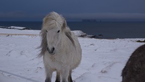 Pferd