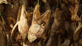 Fischköpfe